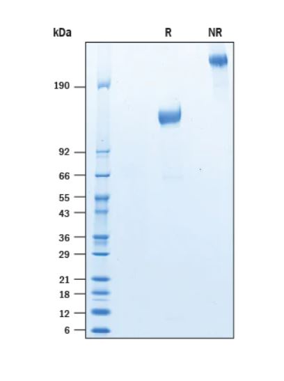 2 μg/lane Protein  was resolved with SDS-PAGE under reducing (R) and non-reducing (NR) conditions and visualized by Coomassie® Blue staining.